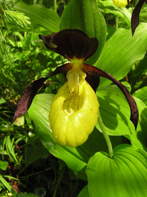 Cypripedium calceolus